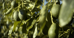 avocados on the vine