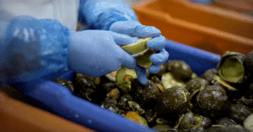 avocados being hand-scooped